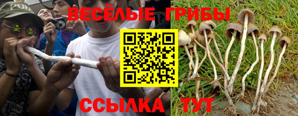 Псилоцибиновые грибы Psilocybine cubensis Вичуга
